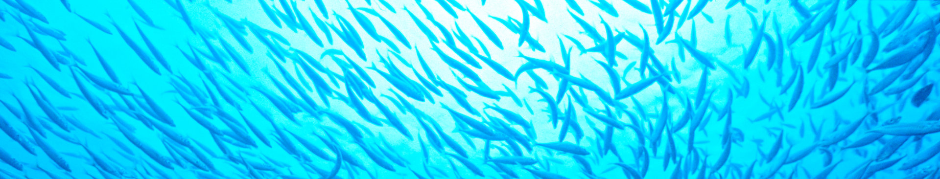 Jack mackerel school of fish