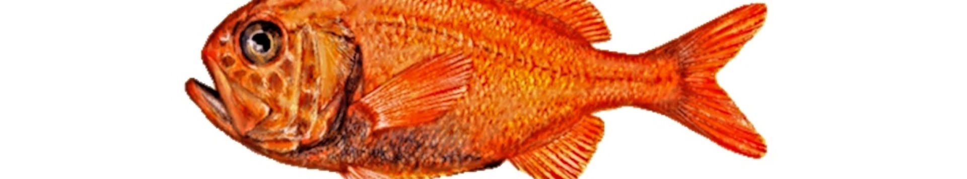 orange roughy Irish Sea Fisheries Board 2 rss